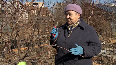 Светлана Налетова рассказала, какие первые работы надо сделать по обрезке деревьев