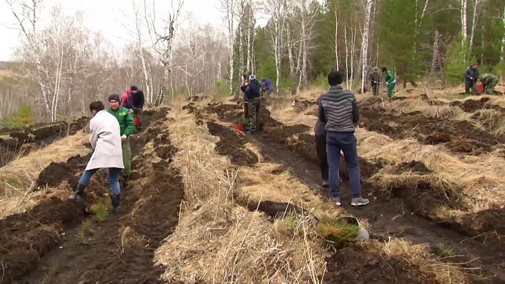 Наше УТРО на ОТВ – посадка деревьев