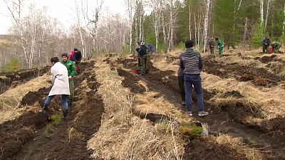 Наше УТРО на ОТВ – посадка деревьев
