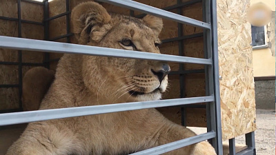Челябинская львица Лола родила в крымском сафари-парке
