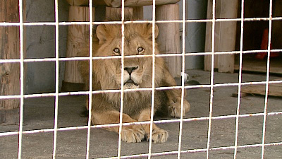 «Задыхающегося» льва из челябинского зоопарка попросили отправить на пенсию