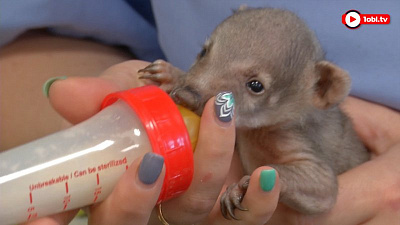 Новорожденного носушонка выкармливают в челябинском зоопарке