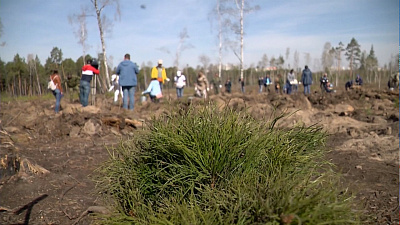 В городском бору посадят 24 тысячи сосен
