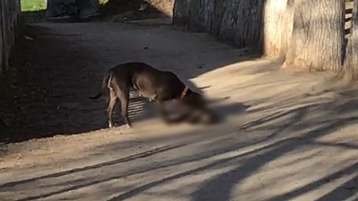 Агрессивная собака бойцовской породы загрызла кота. Видео 18+