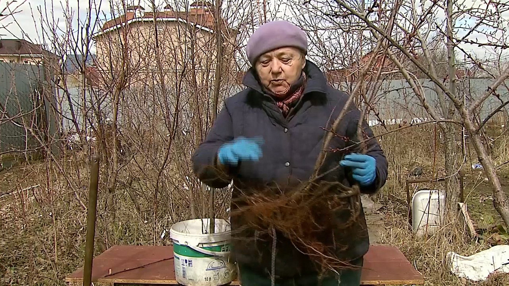 Светлана Налетова рассказала о саженцах, которые выращивают в контейнерах