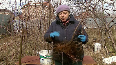 Светлана Налетова рассказала о саженцах, которые выращивают в контейнерах