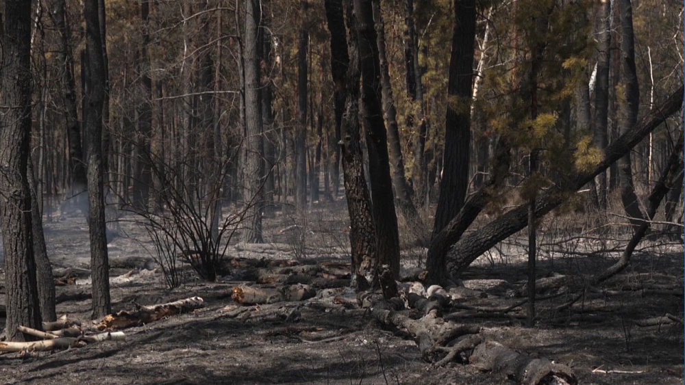 Лесные пожары подступили вплотную к Челябинску