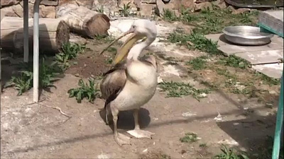 Розовый пеликан вышел в свой новый вольер с бассейном