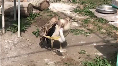 В Челябинском зоопарке поселился розовый пеликан