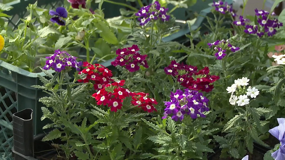 Наше УТРО на ОТВ – включение саженцы