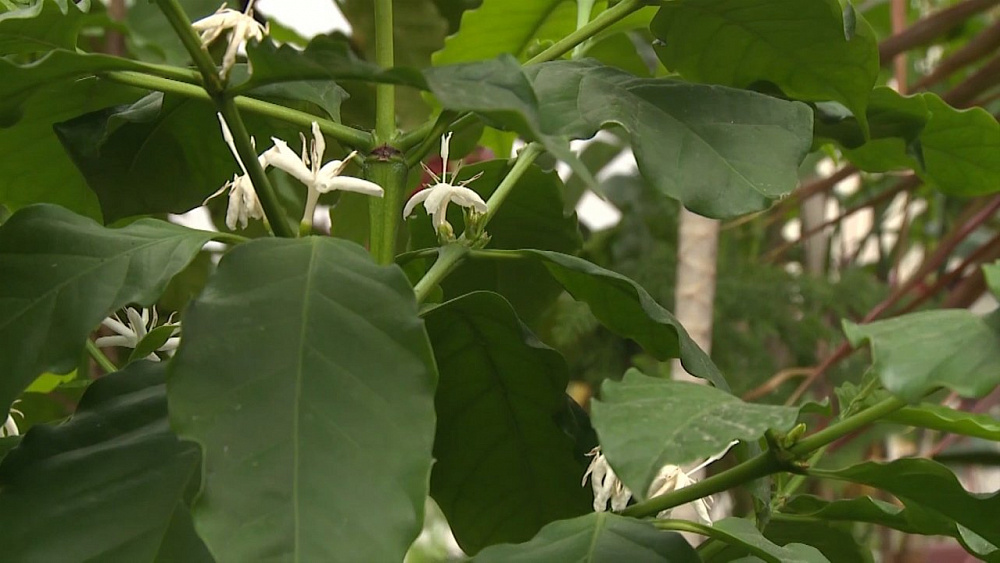 Эксперт рассказал, как ухаживать за комнатными растениями во время цветения