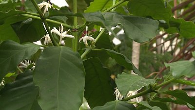 Эксперт рассказал, как ухаживать за комнатными растениями во время цветения