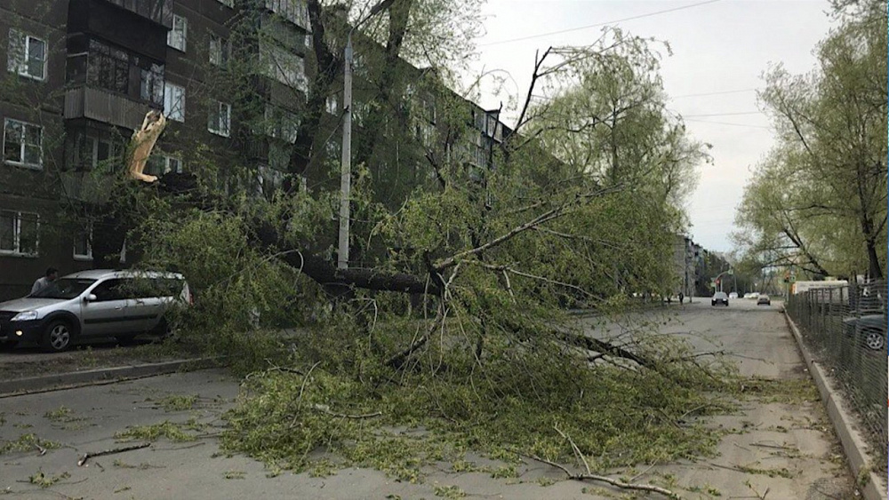 Сильный ветер повалил деревья