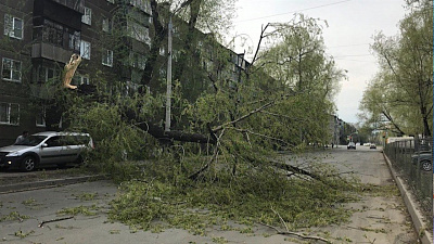 Сильный ветер повалил деревья