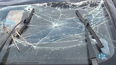 35-летняя женщина погибла на автодороге Берлин-Троицк