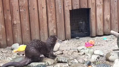 В вольере выдры Вани появился новосел