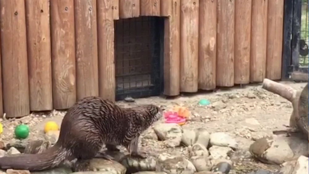 У выдры Вани появилась подружка Маня