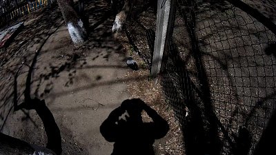 На Южном Урале стая ворон атаковала горожан возле детского сада