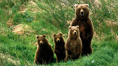 Экологи просят сообщать о раненых животных в местах пожаров