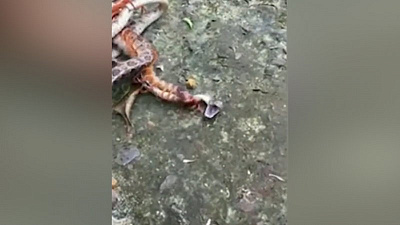 Смертельная схватка гигантской сколопендры и питона шокировала пользователей интернета