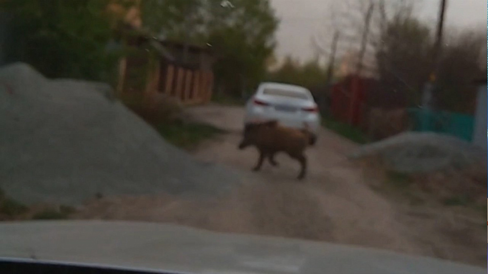 По Челябинску пробежался кабан