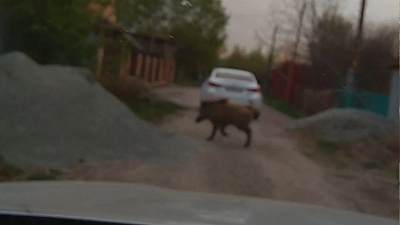 По Челябинску пробежался кабан