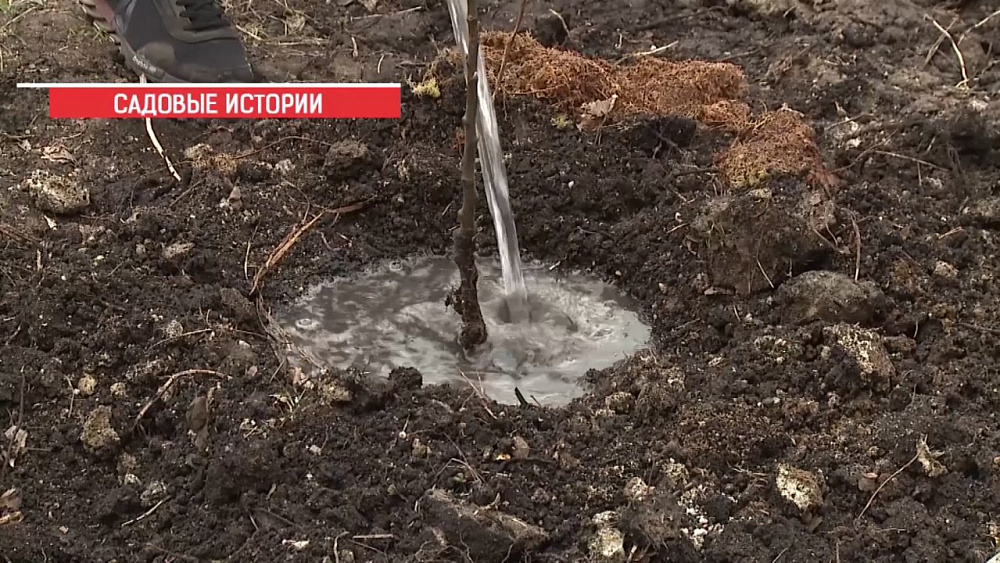 Эксперт рассказывает, как правильно посадить росток яблони