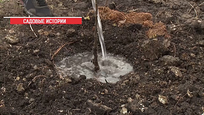 Эксперт рассказывает, как правильно посадить росток яблони