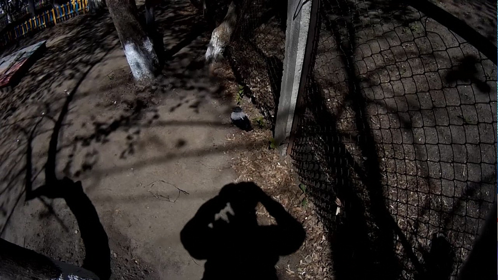 В Миассе спасли ворону