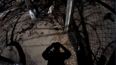 В Миассе спасли ворону