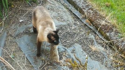 Погоня кошки за кроликом закончилась трагедией