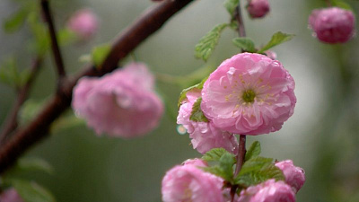 В Горсаду имени Пушкина зацвела сакура