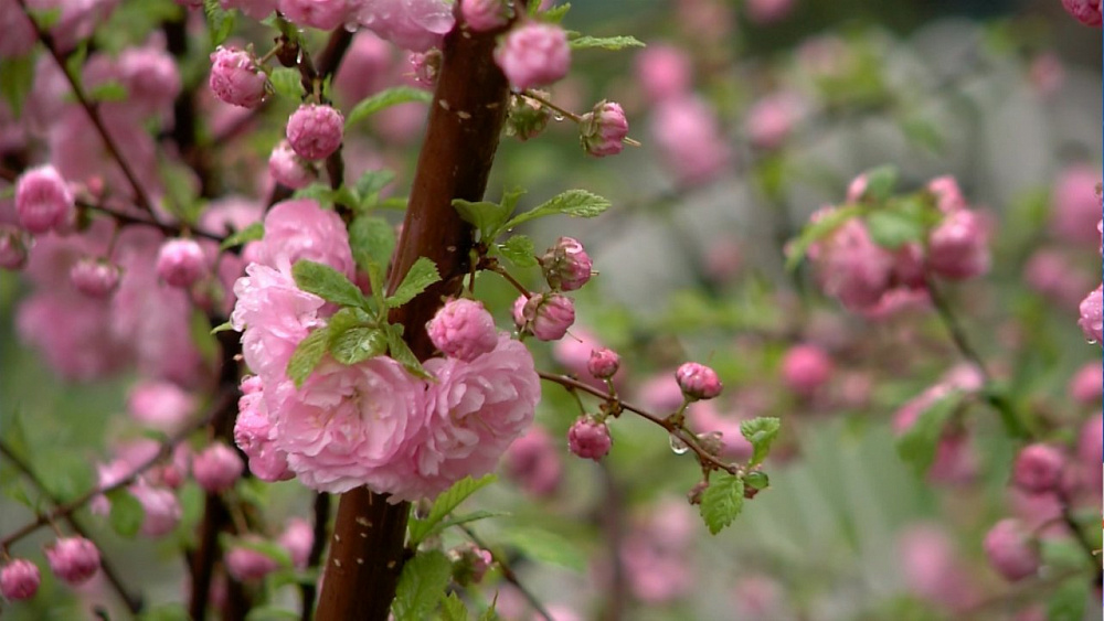 В Челябинске расцвела сакура