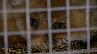 Челябинские зоозащитники спасли попавшего в ДТП лисенка