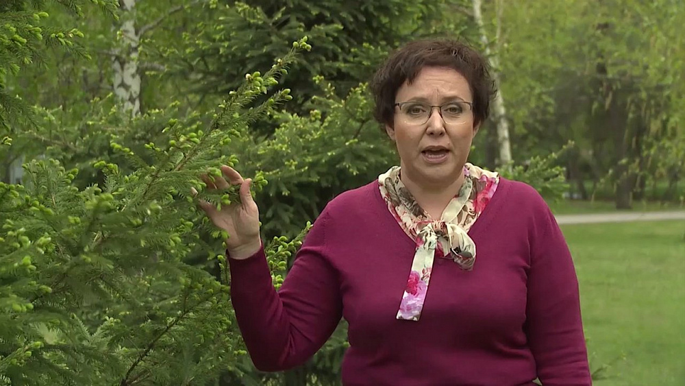 Светлана Налетова расскажет, как спасти хвойные, которые получили солнечные ожоги