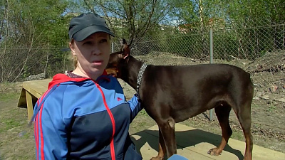 Наше УТРО на ОТВ – центр для собак