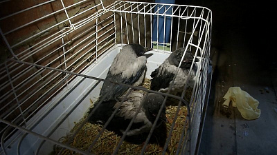 Челябинские зоозащитники спасли от смерти раненых воронят