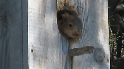 Маленькие беличьи носики заметили в таганайском скворечнике