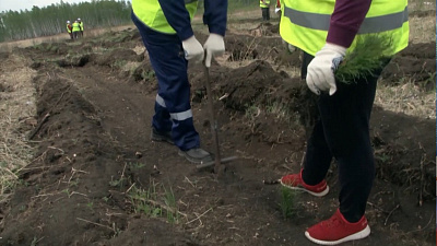 В Сосновском районе высадили сосны 