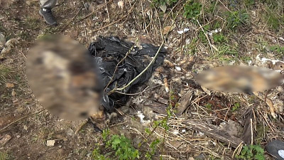 В лесу возле Златоуста обнаружили свалку из трупов собак