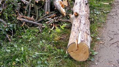 Теперь рассчитаться за срубленные деревья можно только деньгами