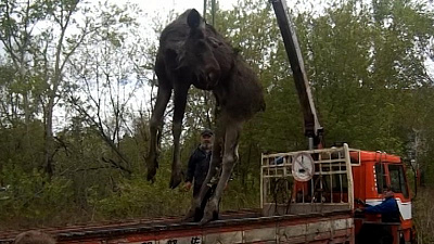 Егери не смогли помочь выжить опасной лосихе