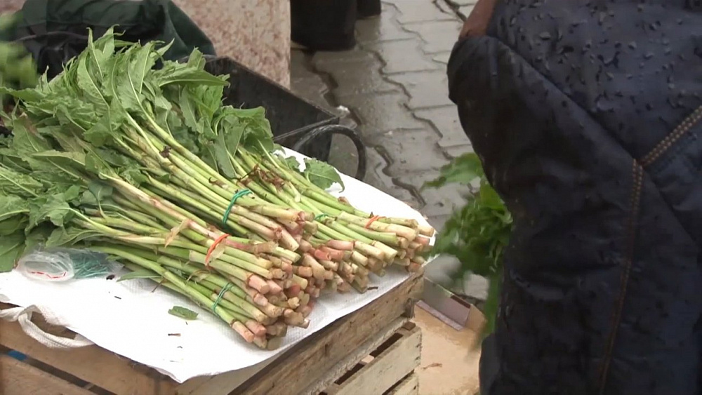  Наше УТРО на ОТВ – сбор кислицы
