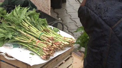  Наше УТРО на ОТВ – сбор кислицы