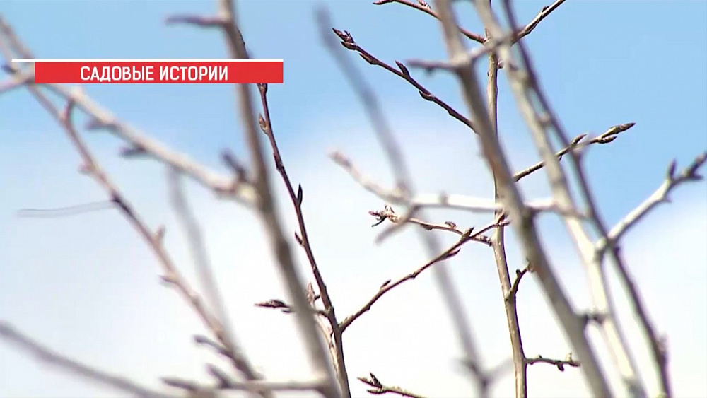 Эксперт поделился ценным советом по выращиванию розы