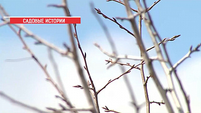 Эксперт поделился ценным советом по выращиванию розы