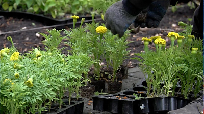 Сроки высадки цветов сдвинулись из-за погоды 