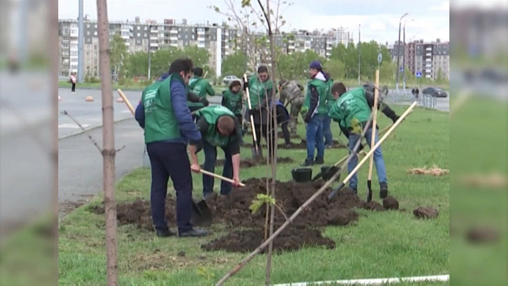Наше УТРО на ОТВ – высадка деревьев