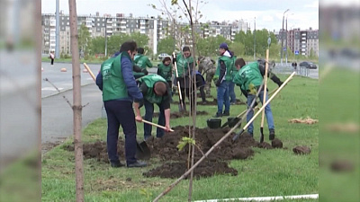 Наше УТРО на ОТВ – высадка деревьев