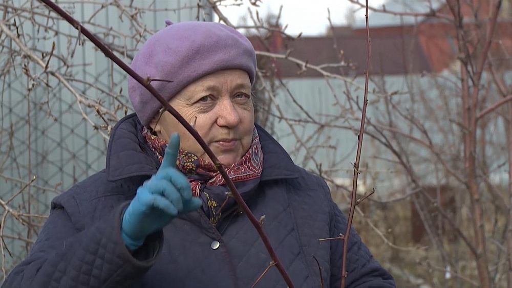 Надежда Черненко поделилась ценным советом по выращиванию ежевики.